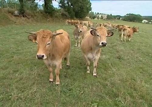 La vache sacrée, l’Aubrac, mais au …