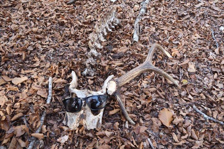 Rando brame du cerf ? dans le bois ... Rando brame du cerf ? dans le bois ...