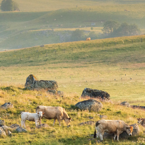 En Aveyron, sur la route de l’Aubrac